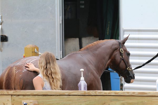 Why some horses react to certain shampoos